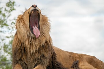 Lazy lions giant yawn