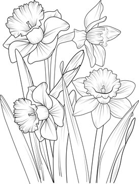 Bouquet of daffodil flower hand drawn pencil sketch coloring page and book for adults isolated on white background floral element illustration ink art.
