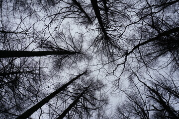 冬の白い空と枯れた木々を見上げる