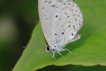 ルリシジミチョウ