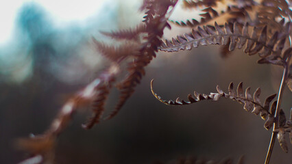Fougères et bruyères sauvages dans la forêt des Landes de Gascogne, illuminées par la lumière...