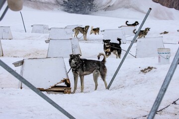 Fototapeta premium Group of sled dogs chained to kennels in Juneau, Alaska