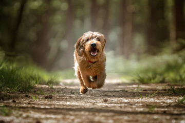 Basset Fauve de Bretagne dog running directly at the camera