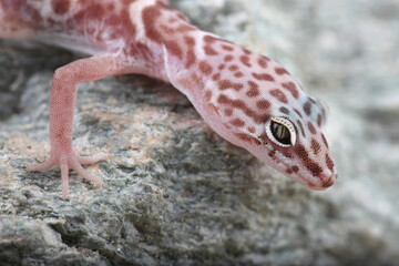 Portrait of a Western Banded Gecko on a rock
