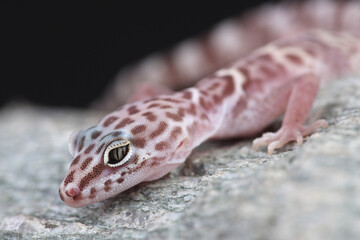 Portrait of a Western Banded Gecko on a rock
