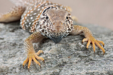 Portrait of a Great Basin Collared Lizard resting on a rock
