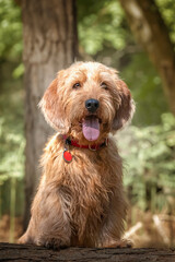 Basset Fauve de Bretagne standing on a fallen tree and looking directly at the camera in the forest
