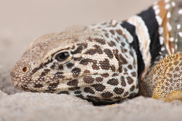 Portrait of a Great Basin Collared Lizard resting in the sand
