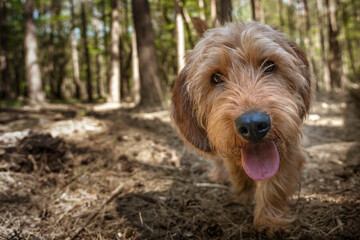 Basset Fauve de Bretagne dog walking close up directly at the camera in the forest