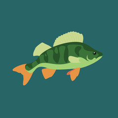 Perch, fish, side view, illustration