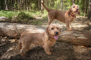 Two Basset Fauve de Bretagne dogs looking slightly away in the forest