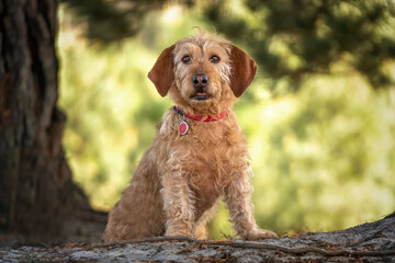 Basset Fauve de Bretagne dog looking directly at the camera in the forest