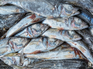 Obraz premium Frozen Fish in cold storage