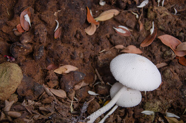 A mushroom that grows naturally in a pile of leaves.