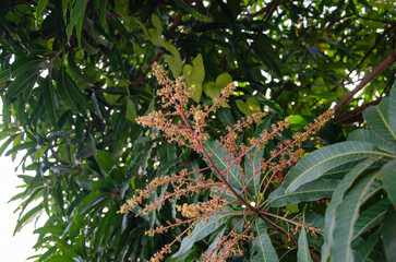 Mango blossoms blooming in winter Soft Focus