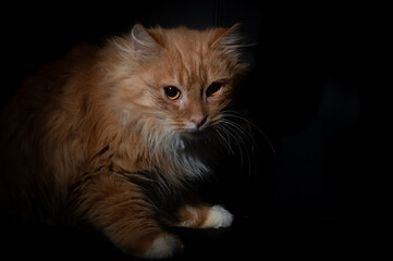 Fototapeta na wymiar Dramatic portrait of a red cat on black background. Dramatic looking portrait of ginger cat