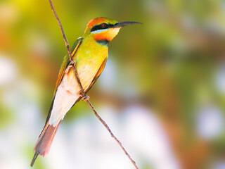 Rainbow Bee-eater Perched in Tree
