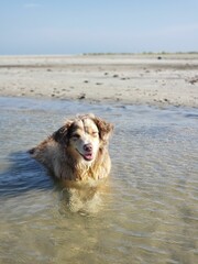 Vertical shot of a beautiful Australian Shepard dog in water with a shore in the background