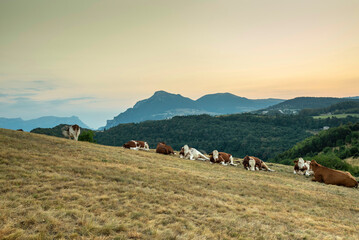 Sunset panoroama, hill next to Breonio in summer with cows