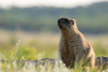 Portrait of a groundhog near a burrow. Beautiful shot of marmota bobak. Groundhog Day. 