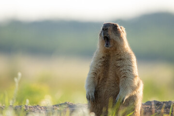 The groundhog screams at dawn Beautiful shot of marmota bobak. Groundhog Day.