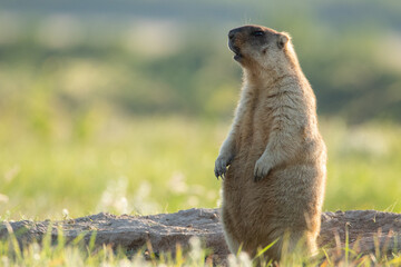 The groundhog stands on its hind legs and looks into the camera. Beautiful shot of marmota bobak....