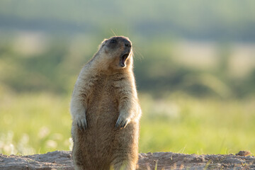 The groundhog stands on its hind legs near the burrow and whistles. Beautiful shot of marmota bobak. Groundhog Day. The cry of a groundhog.