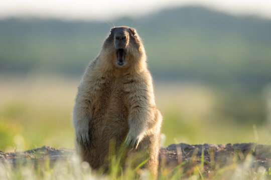 The groundhog screams at dawn Beautiful shot of marmota bobak. Groundhog Day.