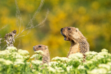 Naklejka na ściany i meble The groundhog screams at dawn Beautiful shot of marmota bobak. Groundhog Day.