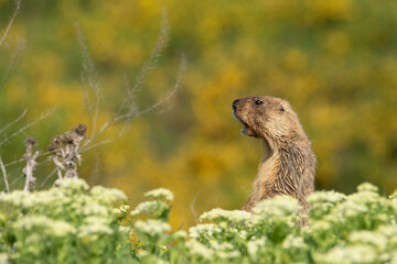 The groundhog screams through the grass. Beautiful shot of marmota bobak. Beautiful morning light. Groundhog Day.