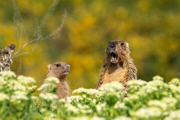 The groundhog screams at dawn Beautiful shot of marmota bobak. Groundhog Day.