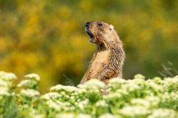 The groundhog screams through the grass. Beautiful shot of marmota bobak. Beautiful morning light. Groundhog Day.