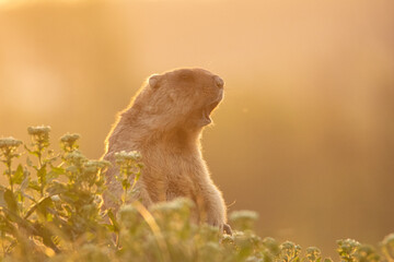 The groundhog screams through the grass. Beautiful shot of marmota bobak. Groundhog Day.	
