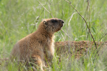 Naklejka na ściany i meble The little groundhog through the grass. Beautiful shot of marmota bobak. Beautiful morning light. Groundhog Day.