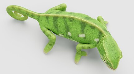 Realistic 3D Render of Flap Necked Chameleon