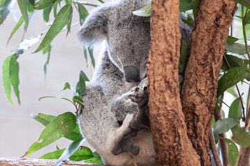 koala sleeping on a tree