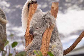 koala in tree