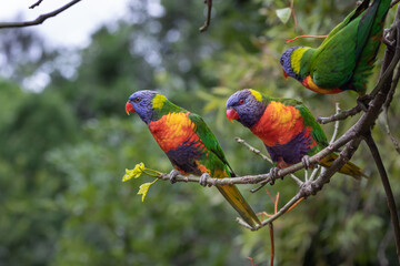 red and green parrot