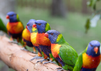 a group of parrots on a branch