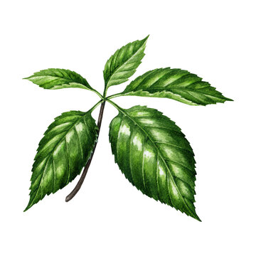 Ginseng plant green leaf watercolor illustration. Hand drawn botanical realistic ginseng leaves element image. Medical health organic plant part.