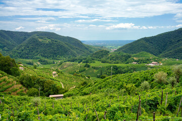 Fototapeta na wymiar Vineyards along the Road of Prosecco e Conegliano Wines