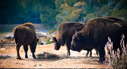 A herd of plains bison with a baby calf in a pasture in a full background