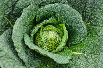 Typical cabbage close up image