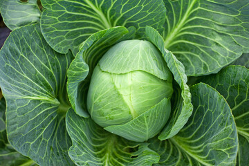 Typical cabbage close up image