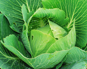 Fototapeta na wymiar Typical cabbage close up image