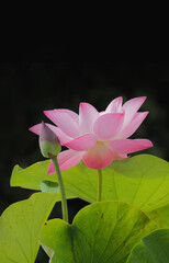 pink lotus flower that has not yet bloomed