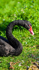 Fototapeta premium black swan in green grass 