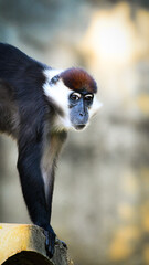 Portrait of A cute black monkey lives in a natural forest on a tree of Taiwan.