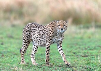 cheetahs of masaimara captured in my last trip to Masaim