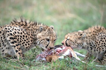 cheetahs of masaimara captured in my last trip to Masaim
